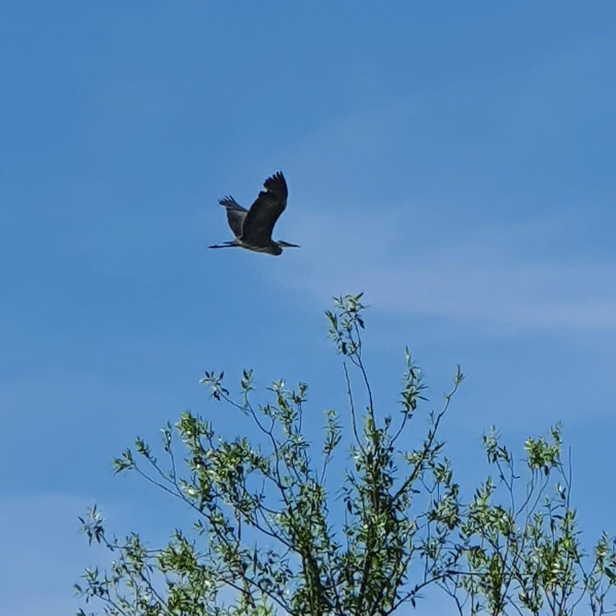Adler im Flug - Vogelbeobachtung